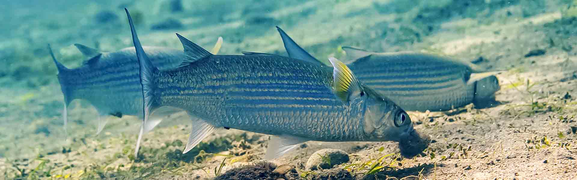 The Bluespot Mullet